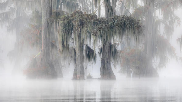 Taxodium distichum, Bald Cypress, Lake Martin, Atchafalaya Basin, Breaux Bridge, Louisiana, United States