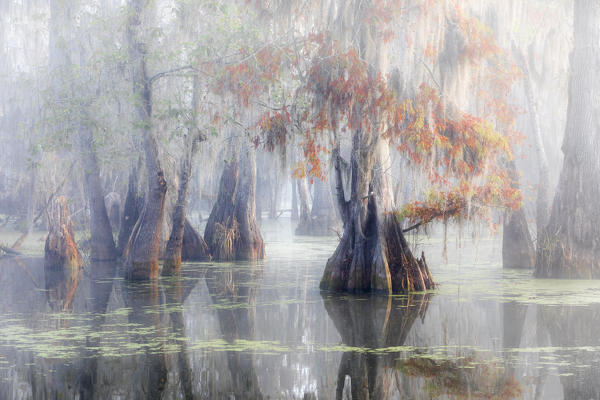 Taxodium distichum, Bald Cypress, Lake Martin, Atchafalaya Basin, Breaux Bridge, Louisiana, United States