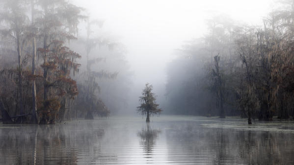 lonely Taxodium distichum in the mist, Bald Cypress, Lake Martin, Atchafalaya Basin, Breaux Bridge, Louisiana, United States