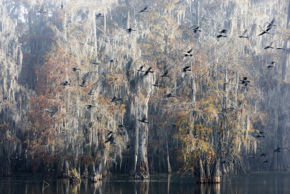 Birds flying in Lake Martin, Atchafalaya Basin, Breaux Bridge, Louisiana, United States