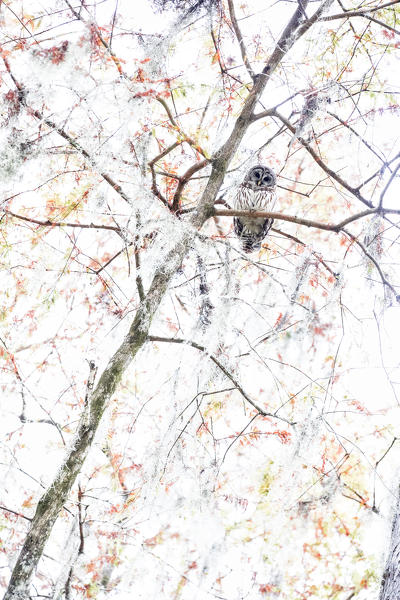 Barred Owl (Strix varia), Lake Martin, Atchafalaya Basin, Breaux Bridge, Louisiana, United States