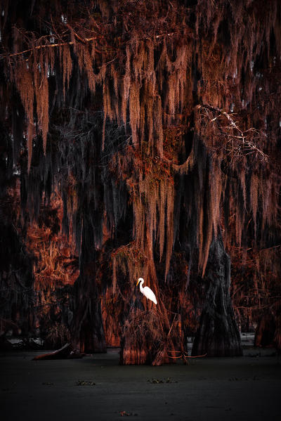 Egret on Taxodium distichum (Bald Cypress), Lake Martin, Atchafalaya Basin, Breaux Bridge, Louisiana, United States