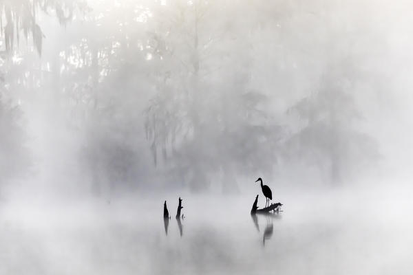 Great blue Heron (Ardea herodias), Lake Martin, Atchafalaya Basin, Breaux Bridge, Louisiana, United States
