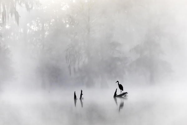 Great blue Heron (Ardea herodias), Lake Martin, Atchafalaya Basin, Breaux Bridge, Louisiana, United States