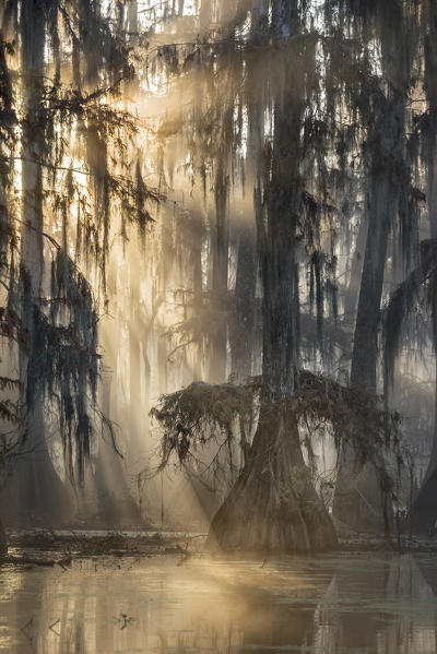 Taxodium distichum, Bald Cypress, Lake Martin, Atchafalaya Basin, Breaux Bridge, Louisiana, United States