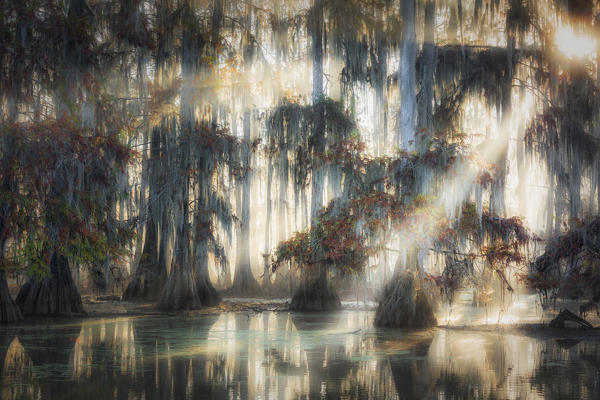 Taxodium distichum (Bald Cypress) forest, Lake Martin, Atchafalaya Basin, Breaux Bridge, Louisiana, United States