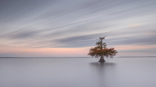 Taxodium distichum, Bald Cypress, Lake Fausse Pointe, Atchafalaya Basin, Breaux Bridge, Louisiana, United States