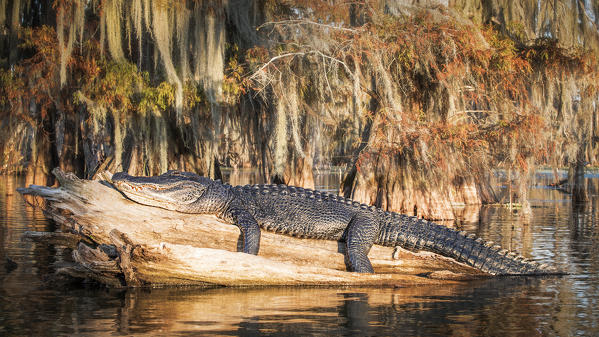 Amerian alligatore in front of taxodium distichum (Bald Cypress), Lake Martin, Atchafalaya Basin, Breaux Bridge, Louisiana, United States