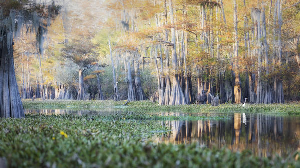 Bayou in Atchafalaya river, Plaquemine,Atchafalaya Basin, Louisiana, Southern United States, USA, North America