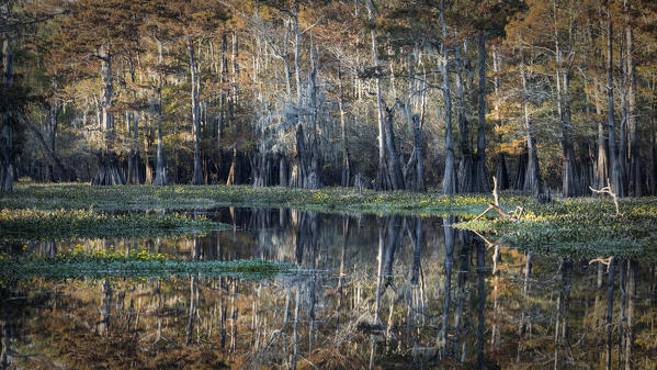 Bayou in Atchafalaya river, Plaquemine,Atchafalaya Basin, Louisiana, Southern United States, USA, North America