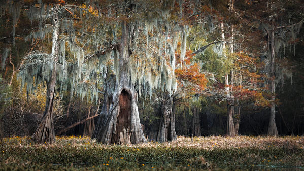 Atchafalaya river, Plaquemine,Atchafalaya Basin, Louisiana, Southern United States, USA, North America