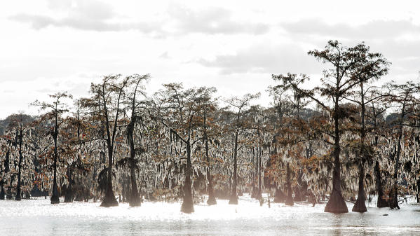 Lake Martin, Breaux Bridge, Atchafalaya Basin, Southern United States, USA; North America