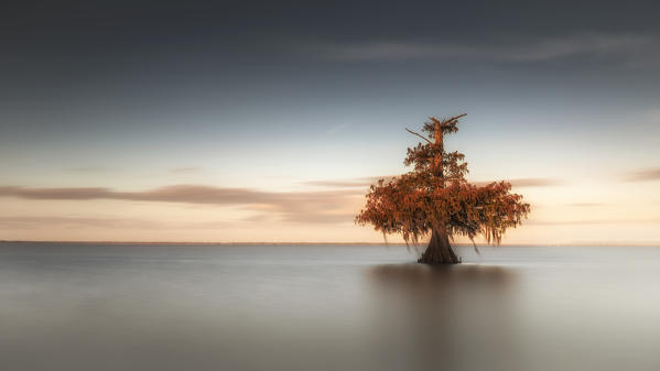 Bald Cypress (Taxodium distichum) in Lake Fausse Pointe, Atchafalaya Basin, Louisiana, Southern United States, USA, North America