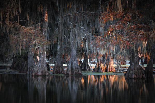 Lake Martin, Breaux Bridge, Atchafalaya Basin, Southern United States, USA; North America