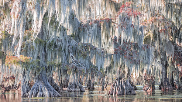 Lake Martin, Breaux Bridge, Atchafalaya Basin, Southern United States, USA; North America