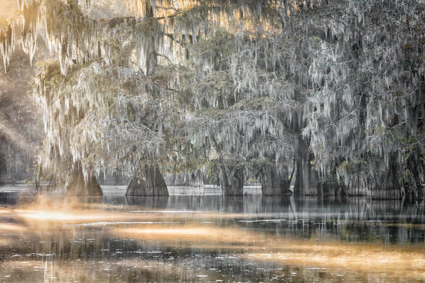 Lake Martin, Breaux Bridge, Atchafalaya Basin, Southern United States, USA; North America