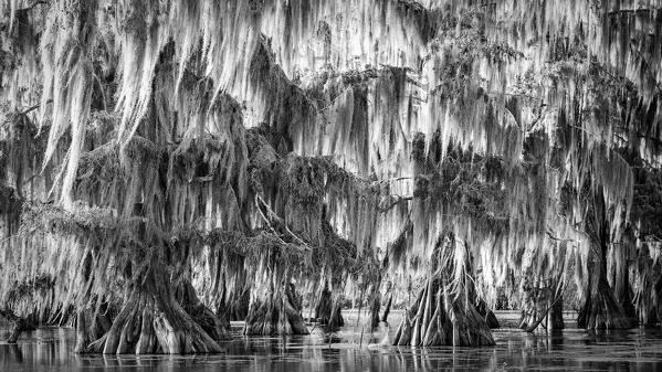 Lake Martin, Breaux Bridge, Atchafalaya Basin, Southern United States, USA; North America