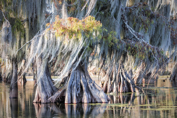 Bald Cypress (Taxodium distichum) in Lake Martin, Breaux Bridge, Atchafalaya Basin, Southern United States, USA; North America