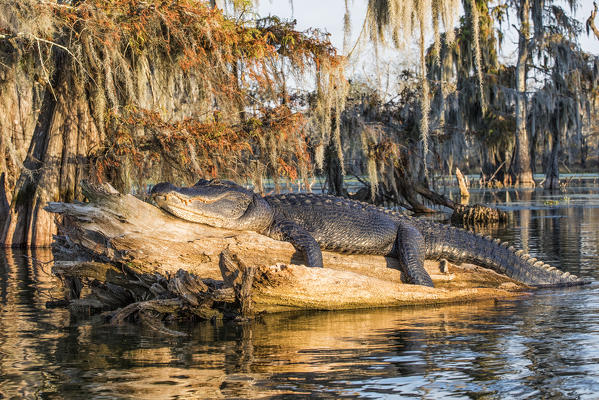 American alligator (Alligator mississippiensis); Lake Martin, Breaux Bridge, Atchafalaya Basin, Southern United States, USA; North America