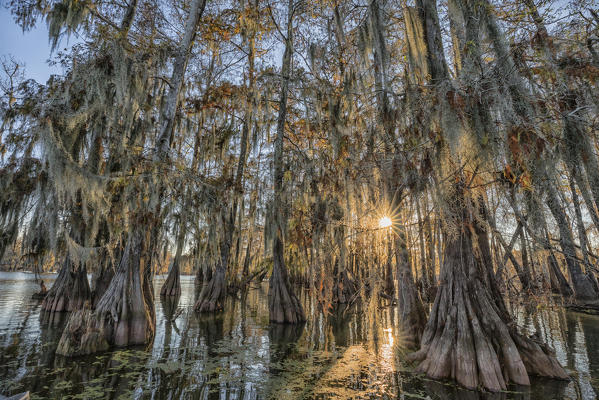 Lake Martin, Breaux Bridge, Atchafalaya Basin, Southern United States, USA; North America