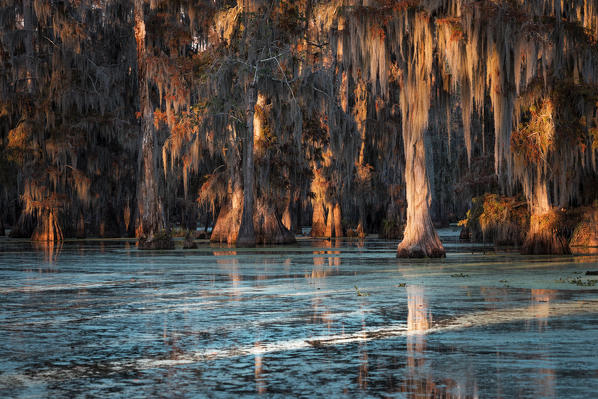 Lake Martin, Breaux Bridge, Atchafalaya Basin, Southern United States, USA; North America