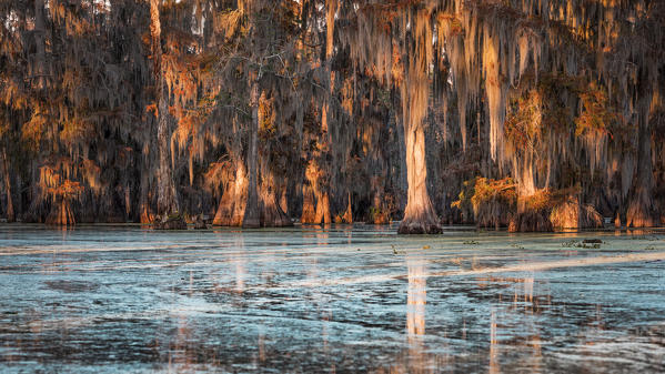 Lake Martin, Breaux Bridge, Atchafalaya Basin, Southern United States, USA; North America