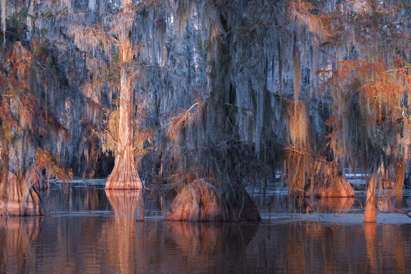 Lake Martin, Breaux Bridge, Atchafalaya Basin, Southern United States, USA; North America