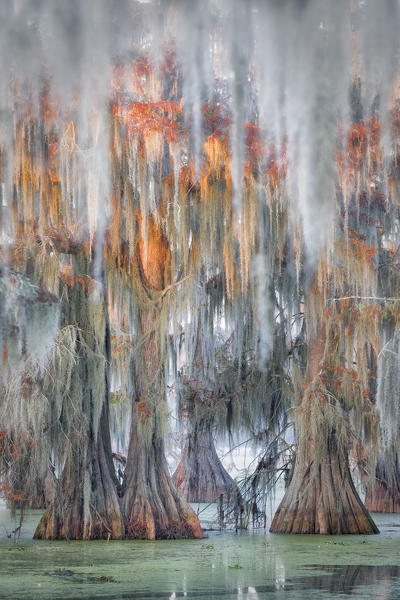 Lake Martin, Breaux Bridge, Atchafalaya Basin, Southern United States, USA; North America