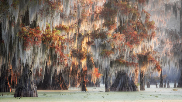 Lake Martin, Breaux Bridge, Atchafalaya Basin, Southern United States, USA; North America