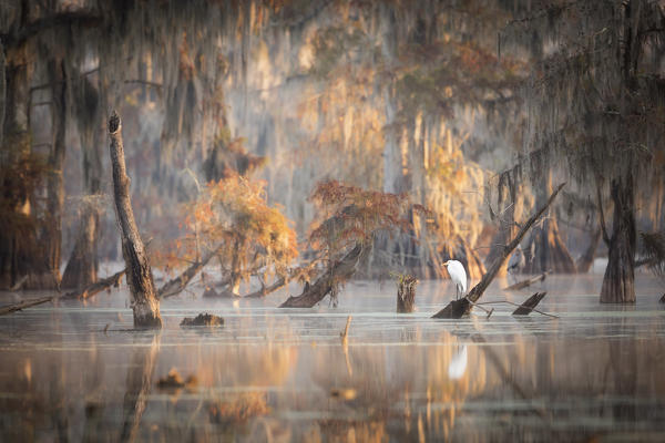 Great Egret (Ardea alba) in Lake Martin, Breaux Bridge, Atchafalaya Basin, Southern United States, USA; North America