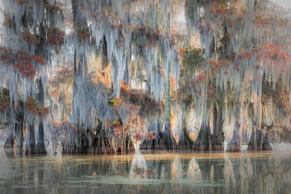 Lake Martin, Breaux Bridge, Atchafalaya Basin, Southern United States, USA; North America