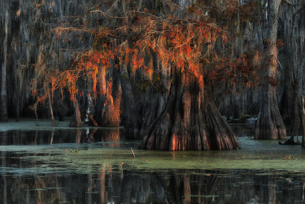 Bald Cypress (Taxodium distichum) in Lake Martin, Breaux Bridge, Atchafalaya Basin, Southern United States, USA; North America