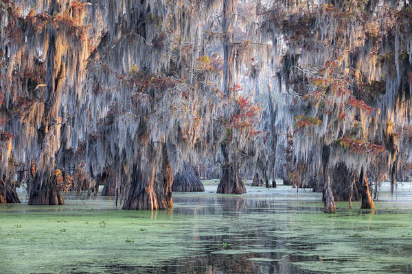 Lake Martin, Breaux Bridge, Atchafalaya Basin, Southern United States, USA; North America