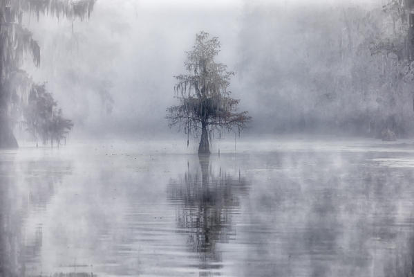 Bald Cypress (Taxodium distichum) in Lake Martin, Breaux Bridge, Atchafalaya Basin, Southern United States, USA; North Americaf