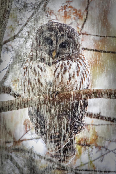 Barred Owl (strix varia); Lake Martin, Breaux Bridge, Atchafalaya Basin, Southern United States, USA; North America