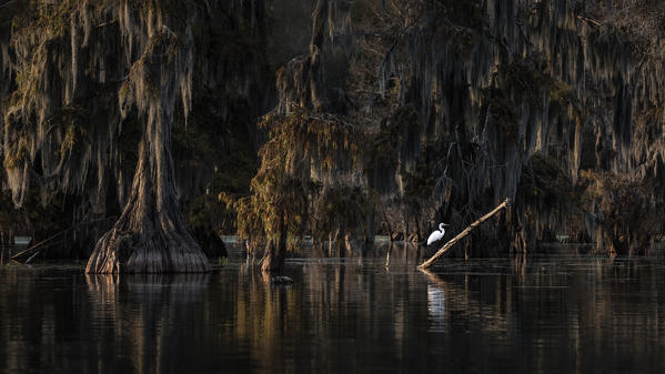 Great Egret (Ardea alba) in Lake Martin, Breaux Bridge, Atchafalaya Basin, Southern United States, USA; North America