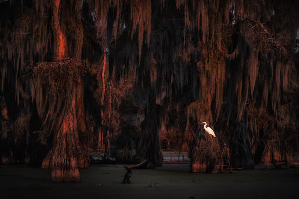 Great Egret (Ardea alba) in Lake Martin, Breaux Bridge, Atchafalaya Basin, Southern United States, USA; North America