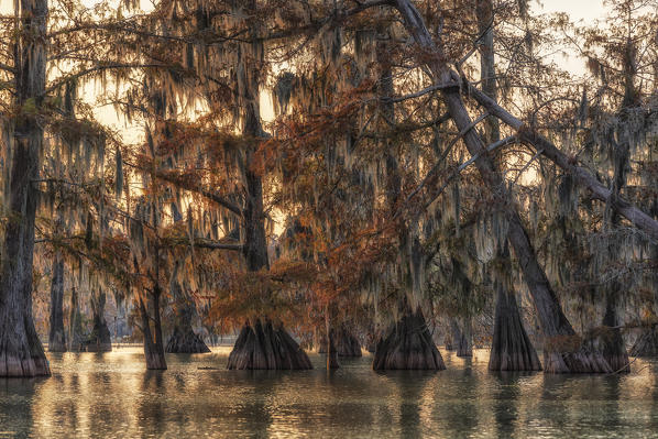 Bald cypresses forest (Taxodium distichum); Lake Martin, Breaux Bridge, Atchafalaya Basin, Southern United States, USA; North America