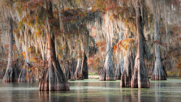Lake Martin, Breaux Bridge, Atchafalaya Basin, Southern United States, USA; North America