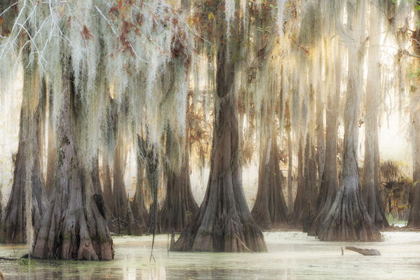 Bald cypresses forest (Taxodium distichum); Lake Martin, Breaux Bridge, Atchafalaya Basin, Southern United States, USA; North America