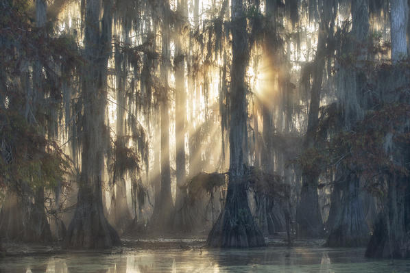 Lake Martin, Breaux Bridge, Atchafalaya Basin, Southern United States, USA; North America