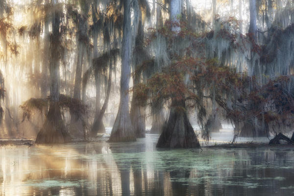 Bald cypresses (Taxodium distichum); Lake Martin, Breaux Bridge, Atchafalaya Basin, Southern United States, USA; North America