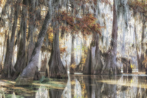 Lake Martin, Breaux Bridge, Atchafalaya Basin, Southern United States, USA; North America