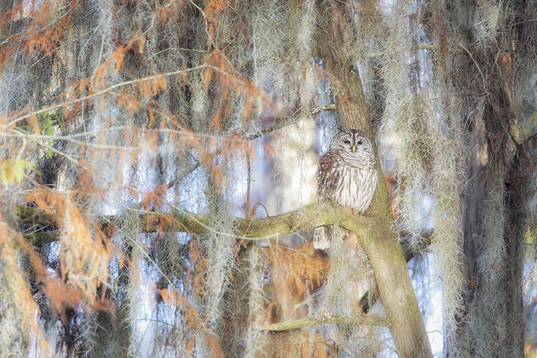 Barred Owl (strix varia); Lake Martin, Breaux Bridge, Atchafalaya Basin, Southern United States, USA; North America