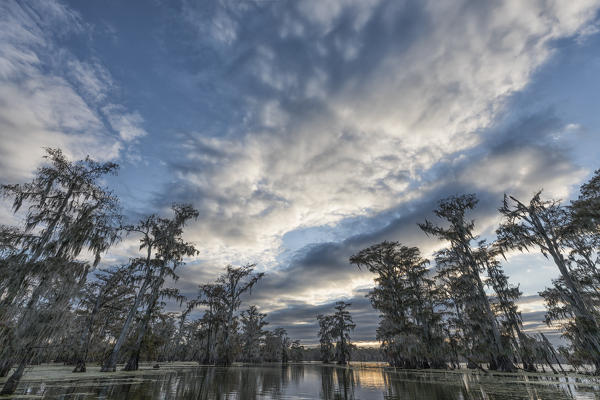 Lake Martin, Breaux Bridge, Atchafalaya Basin, Southern United States, USA; North America