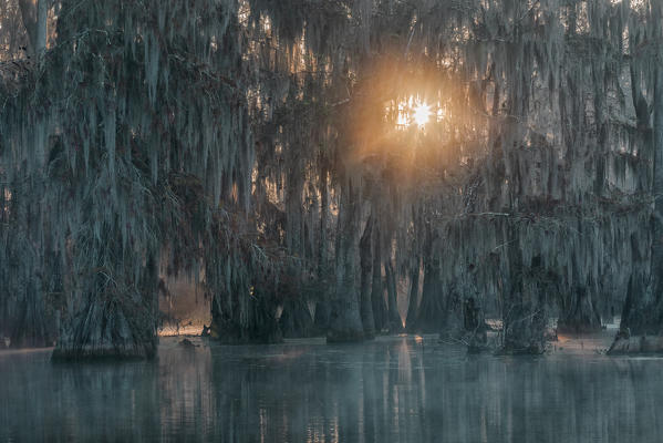 Taxodium distichum, Bald Cypresses, Lake Martin, Atchafalaya Basin, Breaux Bridge, Louisiana, United States

