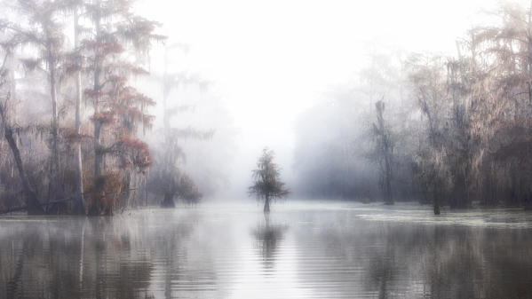 lonely Taxodium distichum in the mist, Bald Cypress, Lake Martin, Atchafalaya Basin, Breaux Bridge, Louisiana, United States
