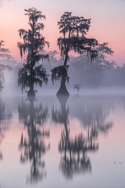 Lake Martin, Breaux Bridge, Atchafalaya Basin, Southern United States, USA; North America
