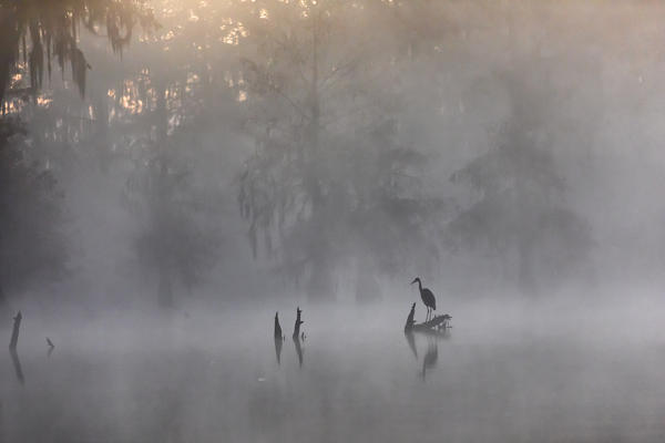 Great blue Heron (Ardea herodias), Lake Martin, Atchafalaya Basin, Breaux Bridge, Louisiana, United States
