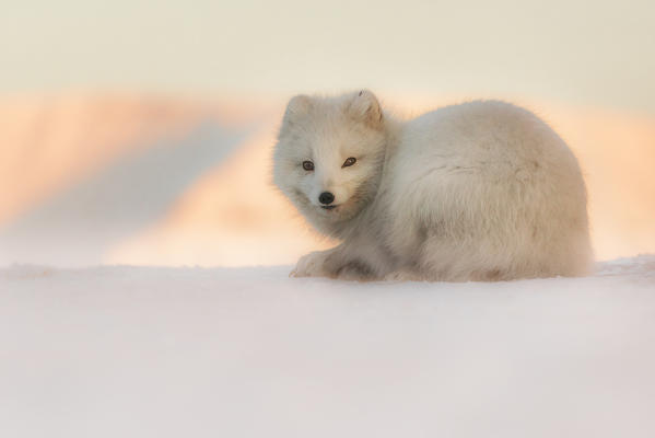 Arctic fox in Pyramiden,(Vulpes lagopus), Billefjorden, Spitsbergen, Svalbard
